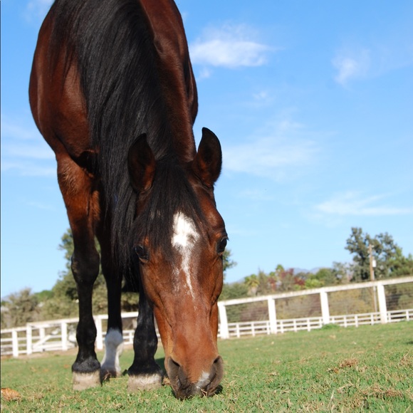 Meet your Posher, Maggie - Picture 1 of 1
